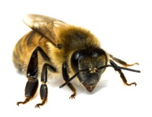 Honeybee