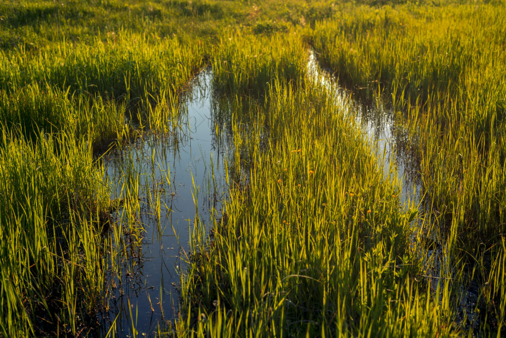 A swamp in the middle of the clearing